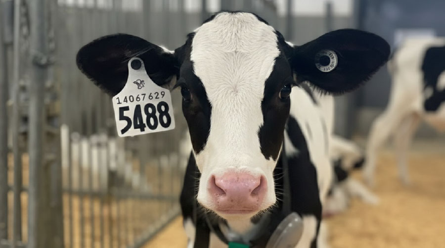 Dairy calf with a monitor collar